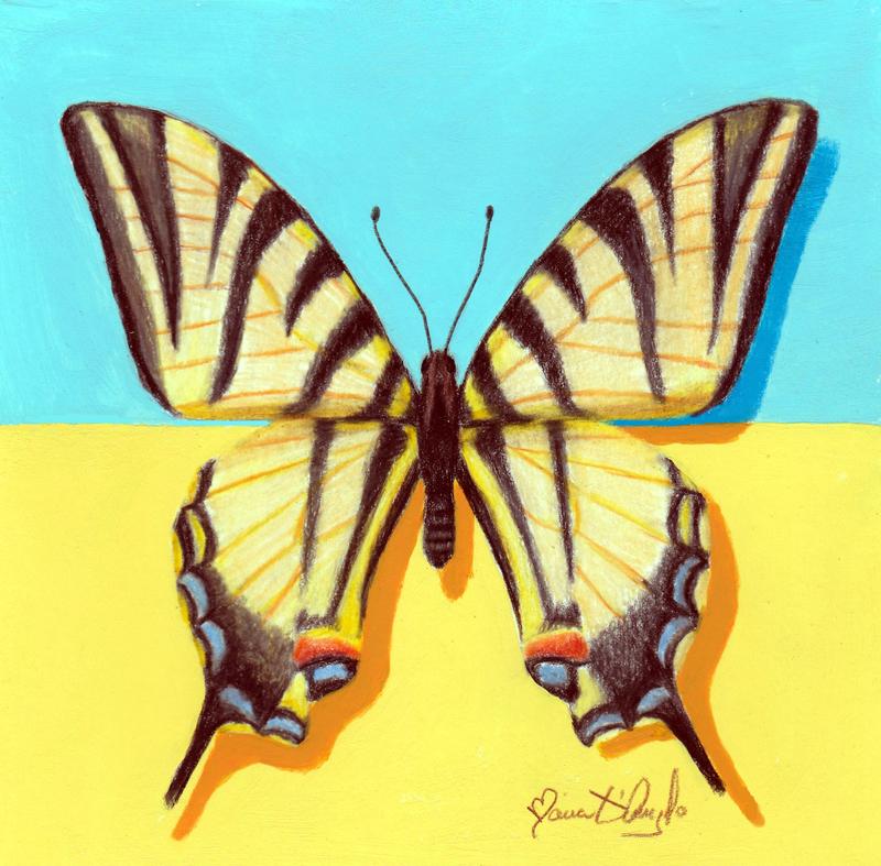 Scarce Swallowtail